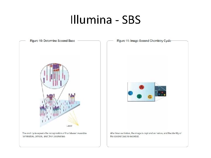 Illumina - SBS Illumina - SBS