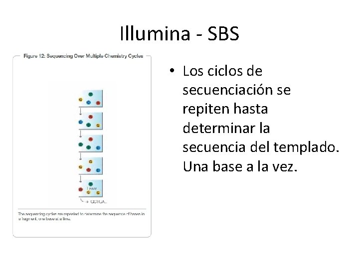 Illumina - SBS • Los ciclos de secuenciación se repiten hasta determinar la secuencia Illumina - SBS • Los ciclos de secuenciación se repiten hasta determinar la secuencia