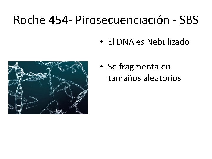 Roche 454 - Pirosecuenciación - SBS • El DNA es Nebulizado • Se fragmenta Roche 454 - Pirosecuenciación - SBS • El DNA es Nebulizado • Se fragmenta