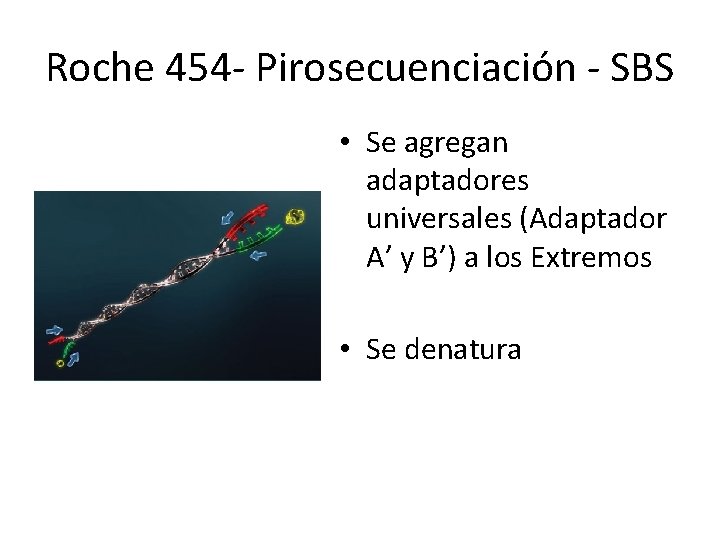 Roche 454 - Pirosecuenciación - SBS • Se agregan adaptadores universales (Adaptador A’ y Roche 454 - Pirosecuenciación - SBS • Se agregan adaptadores universales (Adaptador A’ y