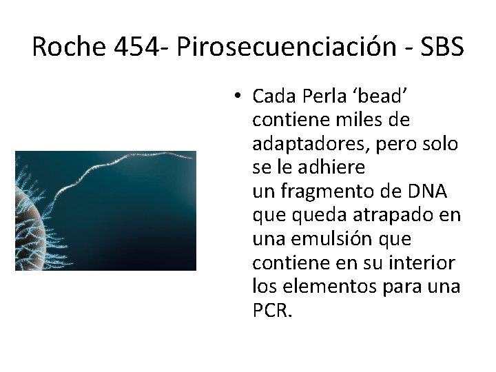 Roche 454 - Pirosecuenciación - SBS • Cada Perla ‘bead’ contiene miles de adaptadores, Roche 454 - Pirosecuenciación - SBS • Cada Perla ‘bead’ contiene miles de adaptadores,