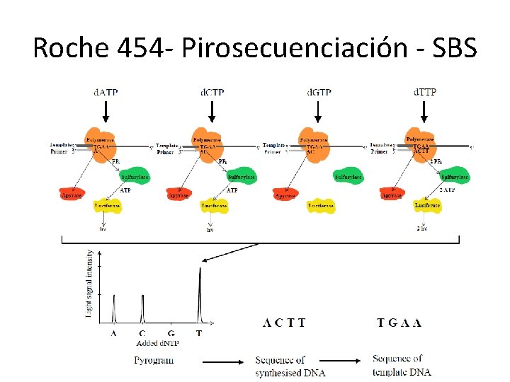 Roche 454 - Pirosecuenciación - SBS Roche 454 - Pirosecuenciación - SBS