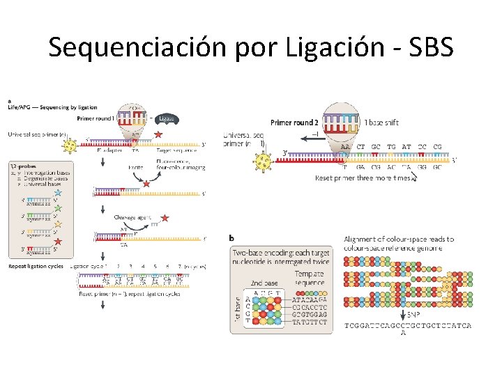 Sequenciación por Ligación - SBS Sequenciación por Ligación - SBS