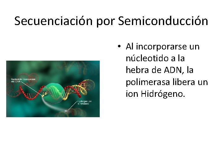 Secuenciación por Semiconducción • Al incorporarse un núcleotido a la hebra de ADN, la Secuenciación por Semiconducción • Al incorporarse un núcleotido a la hebra de ADN, la