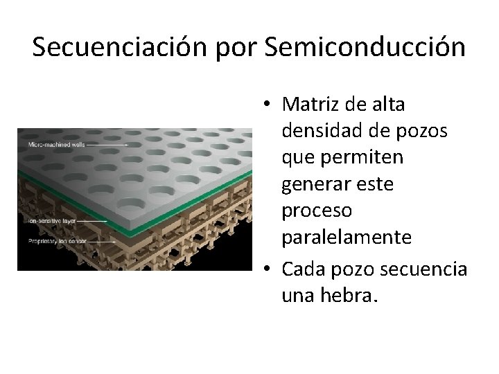 Secuenciación por Semiconducción • Matriz de alta densidad de pozos que permiten generar este Secuenciación por Semiconducción • Matriz de alta densidad de pozos que permiten generar este