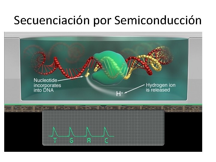 Secuenciación por Semiconducción Secuenciación por Semiconducción