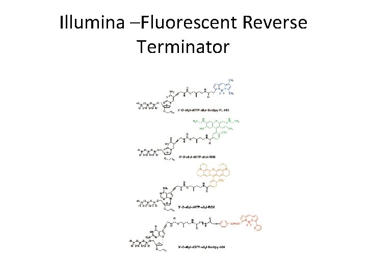 Illumina –Fluorescent Reverse Terminator Illumina –Fluorescent Reverse Terminator