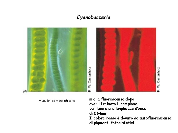 Cyanobacteria m. o. in campo chiaro m. o. a fluorescenza dopo aver illuminato il