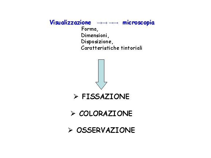 Visualizzazione →→ →→ microscopia Forma, Dimensioni, Disposizione, Caratteristiche tintoriali Ø FISSAZIONE Ø COLORAZIONE Ø