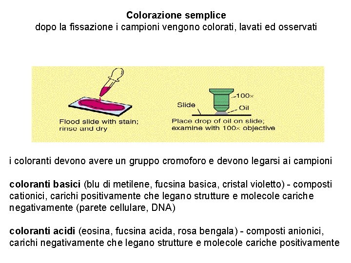 Colorazione semplice dopo la fissazione i campioni vengono colorati, lavati ed osservati i coloranti