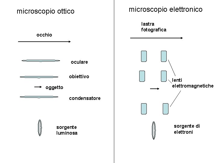 microscopio ottico microscopio elettronico lastra fotografica occhio oculare obiettivo oggetto lenti elettromagnetiche condensatore sorgente