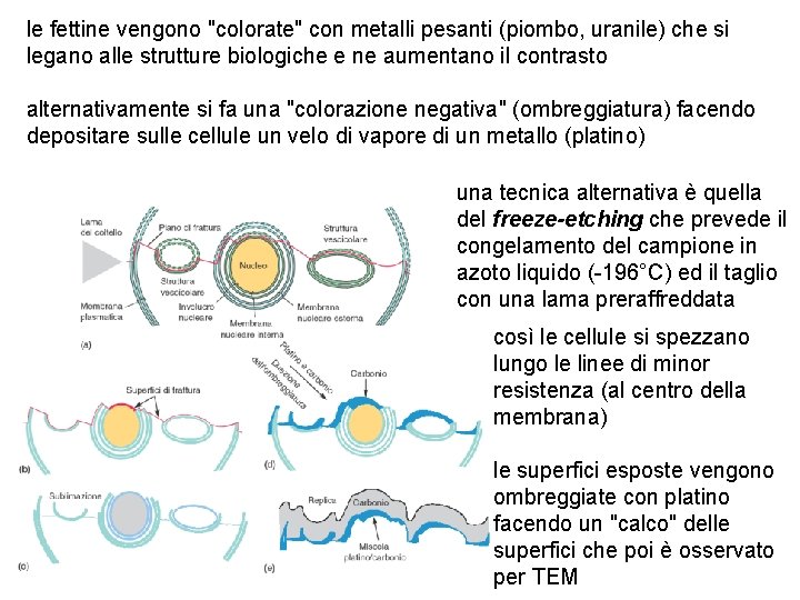 le fettine vengono "colorate" con metalli pesanti (piombo, uranile) che si legano alle strutture
