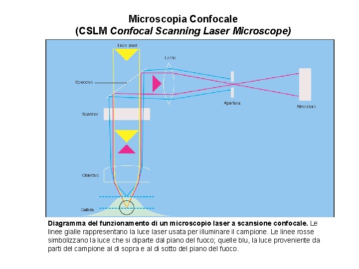 Microscopia Confocale (CSLM Confocal Scanning Laser Microscope) Diagramma del funzionamento di un microscopio laser