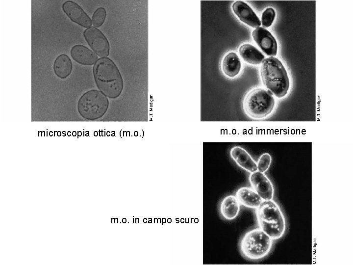 microscopia ottica (m. o. ) m. o. in campo scuro m. o. ad immersione