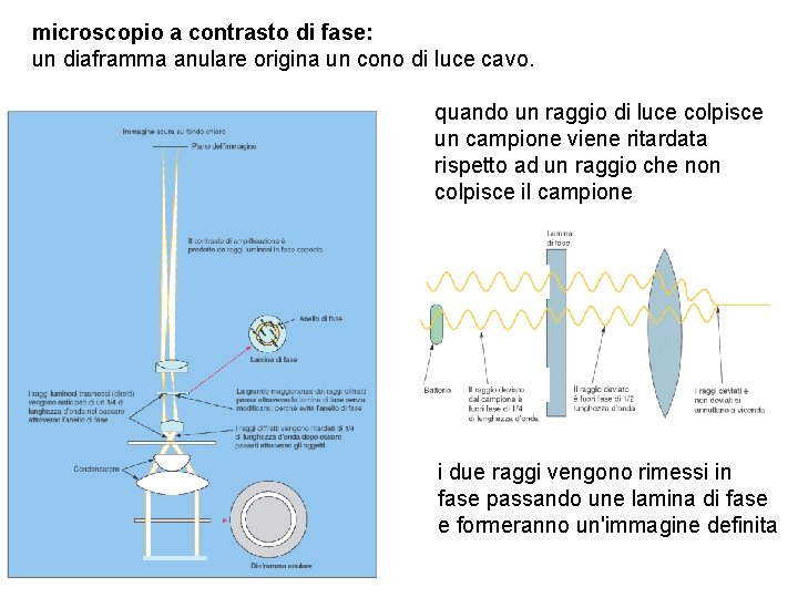 microscopio a contrasto di fase: un diaframma anulare origina un cono di luce cavo.