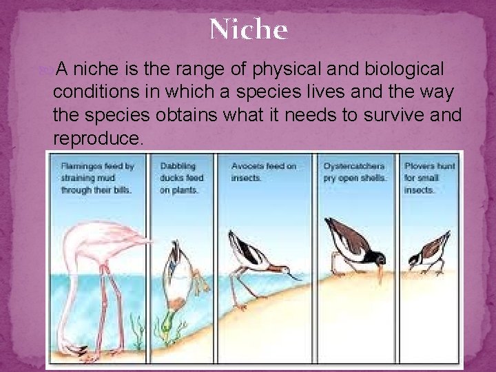 Niche A niche is the range of physical and biological conditions in which a