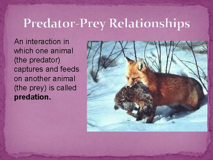 Predator-Prey Relationships An interaction in which one animal (the predator) captures and feeds on