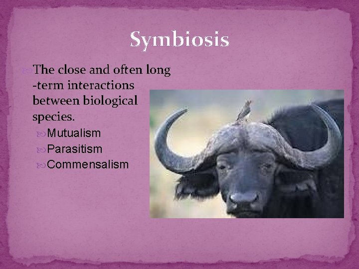 Symbiosis The close and often long -term interactions between biological species. Mutualism Parasitism Commensalism