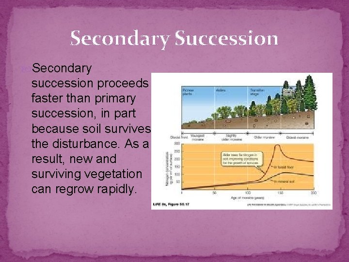 Secondary Succession Secondary succession proceeds faster than primary succession, in part because soil survives