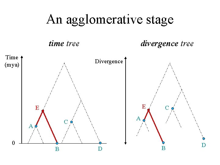 An agglomerative stage time tree Time (mya) divergence tree Divergence E E 0 A