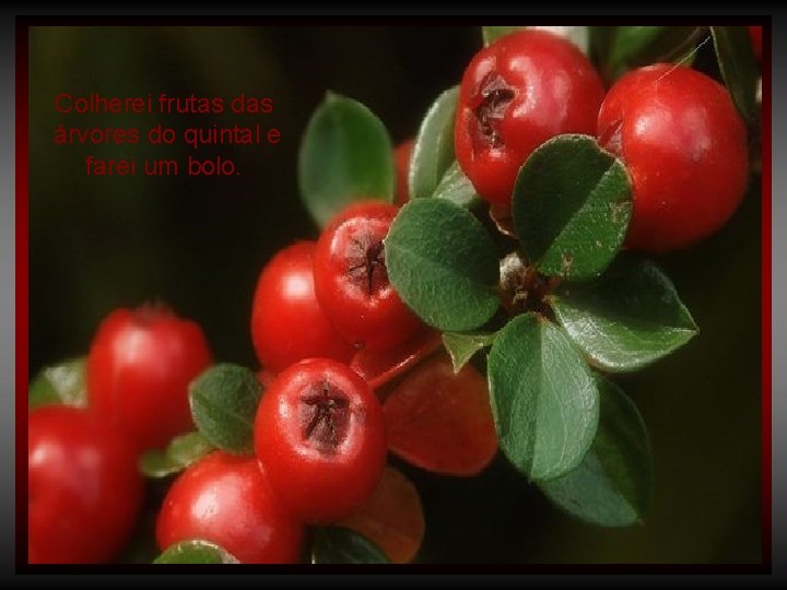 Colherei frutas das árvores do quintal e farei um bolo. 