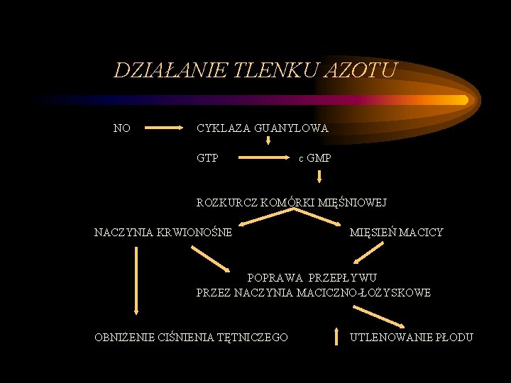 DZIAŁANIE TLENKU AZOTU NO CYKLAZA GUANYLOWA GTP c GMP ROZKURCZ KOMÓRKI MIĘŚNIOWEJ NACZYNIA KRWIONOŚNE