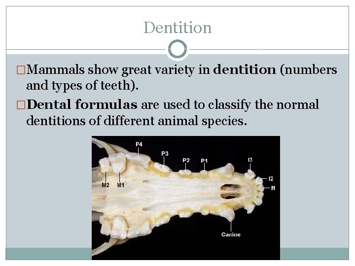 Dentition �Mammals show great variety in dentition (numbers and types of teeth). �Dental formulas