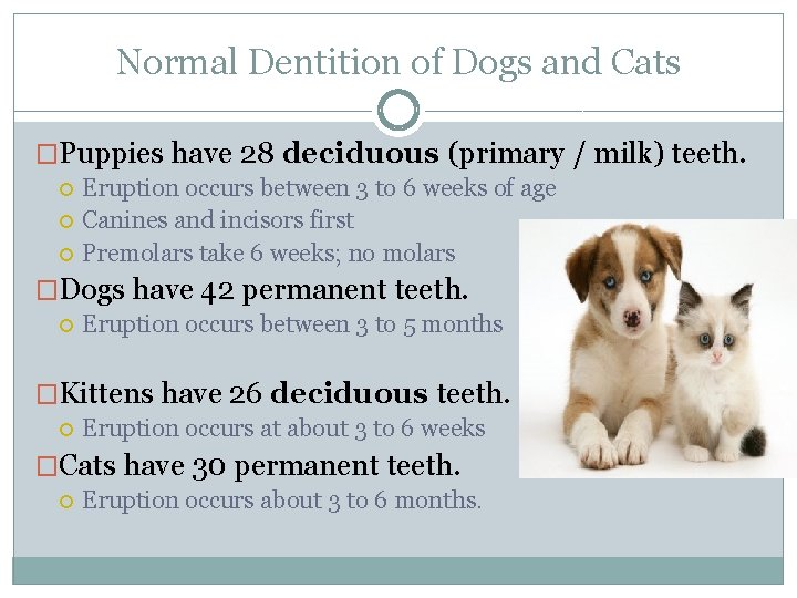 Normal Dentition of Dogs and Cats �Puppies have 28 deciduous (primary / milk) teeth.