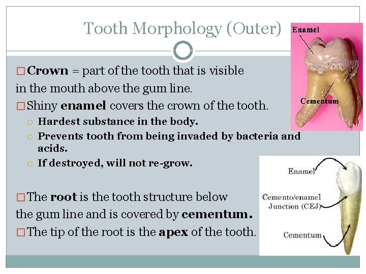 Tooth Morphology (Outer) � Crown = part of the tooth that is visible in