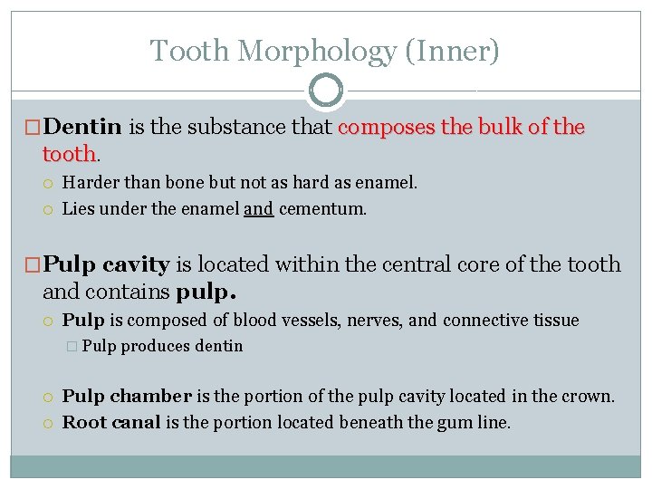 Tooth Morphology (Inner) �Dentin is the substance that composes the bulk of the tooth