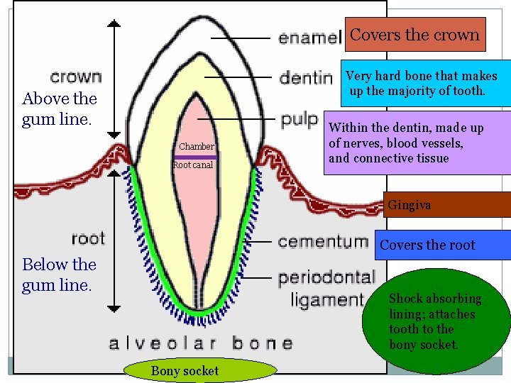 Covers the crown Very hard bone that makes up the majority of tooth. Above