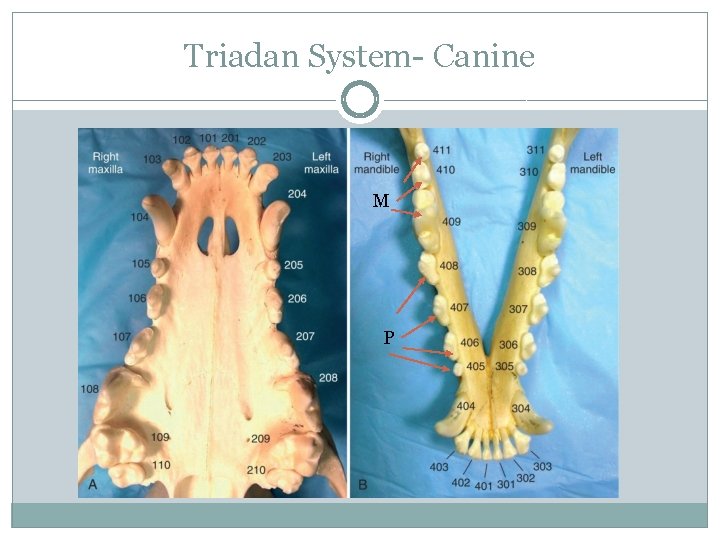 Triadan System- Canine M P 