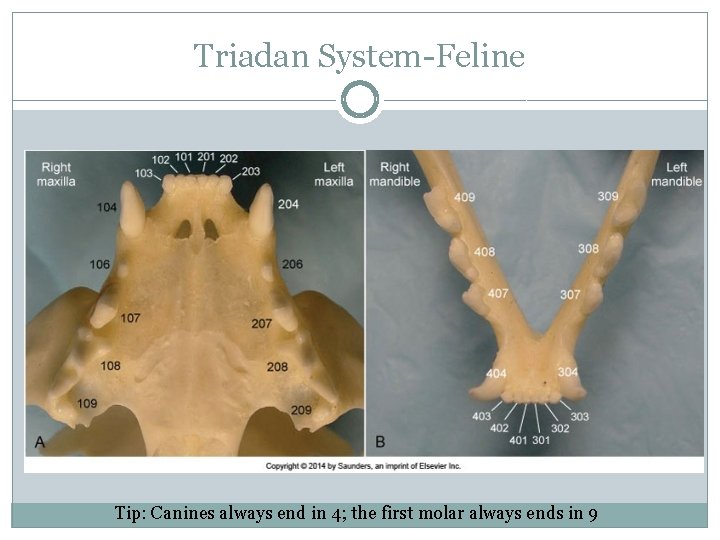 Triadan System-Feline Tip: Canines always end in 4; the first molar always ends in