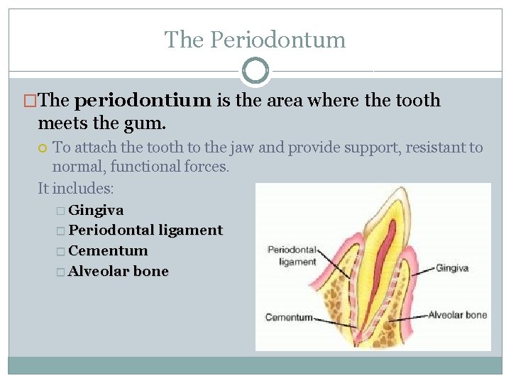 The Periodontum �The periodontium is the area where the tooth meets the gum. To