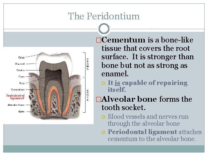 The Peridontium �Cementum is a bone-like tissue that covers the root surface. It is
