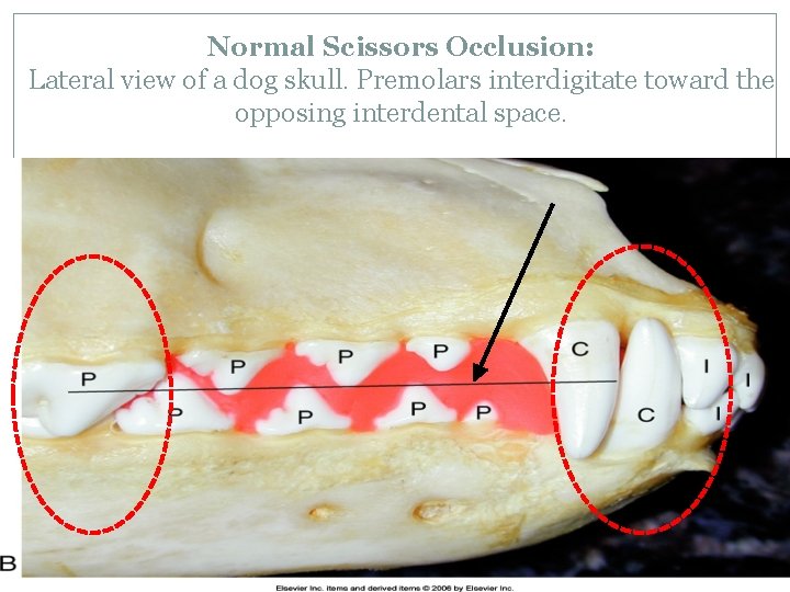 Normal Scissors Occlusion: Lateral view of a dog skull. Premolars interdigitate toward the opposing