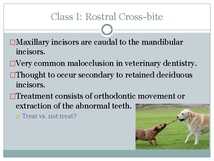 Class I: Rostral Cross-bite �Maxillary incisors are caudal to the mandibular incisors. �Very common