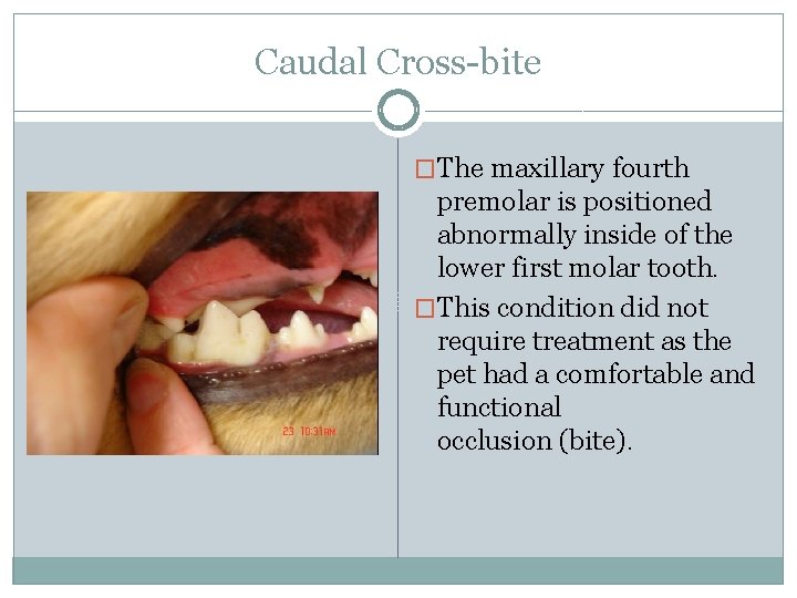 Caudal Cross-bite �The maxillary fourth premolar is positioned abnormally inside of the lower first