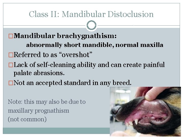 Class II: Mandibular Distoclusion �Mandibular brachygnathism: abnormally short mandible, normal maxilla �Referred to as