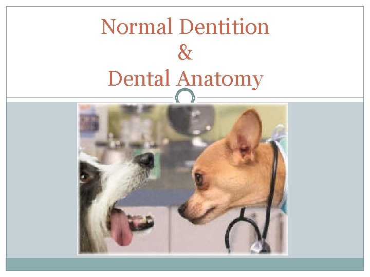 Normal Dentition & Dental Anatomy 