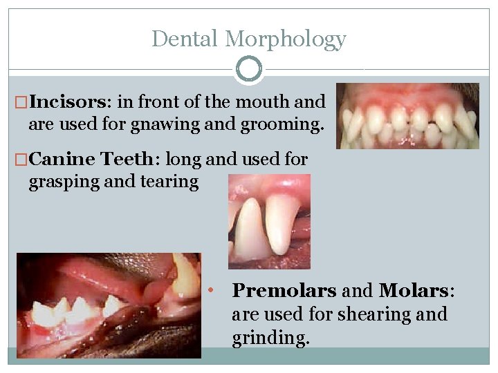 Dental Morphology �Incisors: in front of the mouth and are used for gnawing and