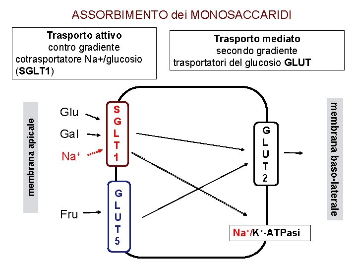 ASSORBIMENTO dei MONOSACCARIDI Glu Gal Na+ Fru S G L T 1 G L