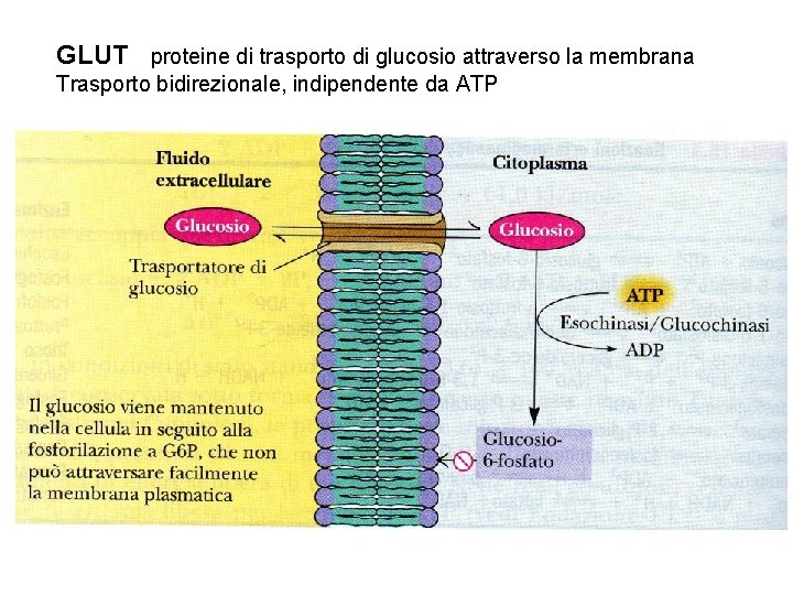 GLUT proteine di trasporto di glucosio attraverso la membrana Trasporto bidirezionale, indipendente da ATP