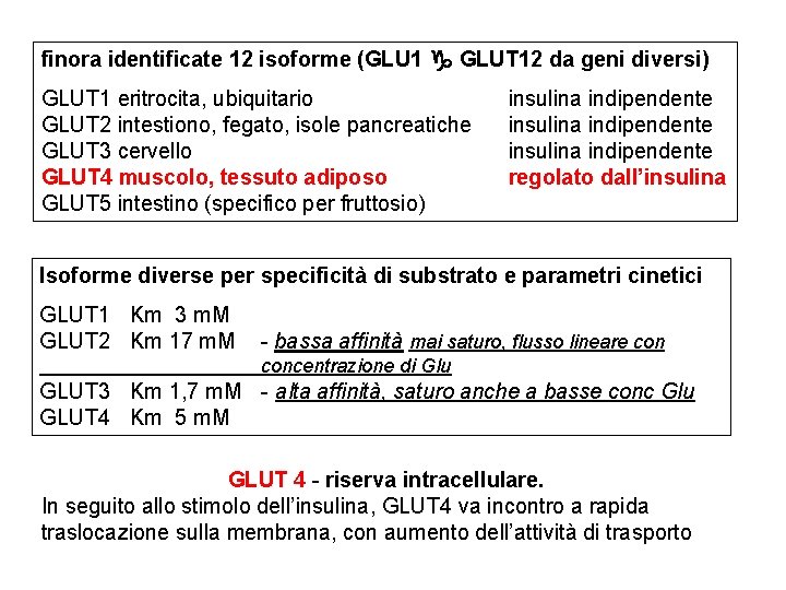 finora identificate 12 isoforme (GLU 1 GLUT 12 da geni diversi) GLUT 1 eritrocita,