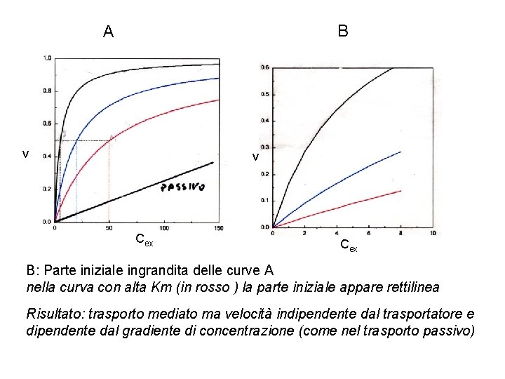 B A v v Cex B: Parte iniziale ingrandita delle curve A nella curva