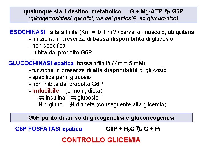 qualunque sia il destino metabolico G + Mg-ATP G 6 P (glicogenosintesi, glicolisi, via