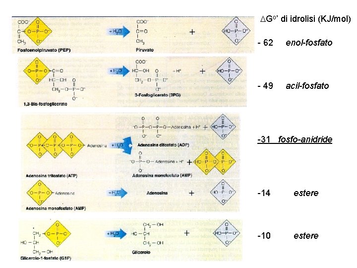  Go’ di idrolisi (KJ/mol) - 62 enol-fosfato - 49 acil-fosfato -31 fosfo-anidride -14