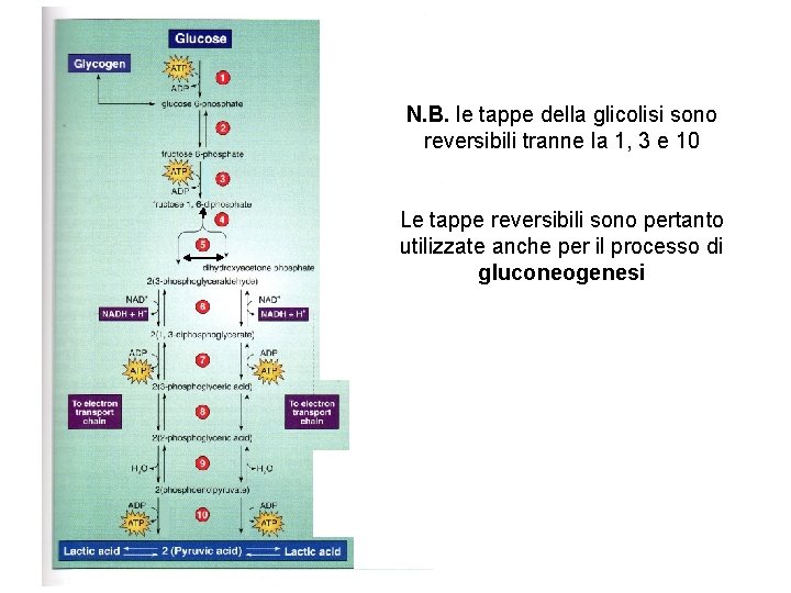 N. B. le tappe della glicolisi sono reversibili tranne la 1, 3 e 10