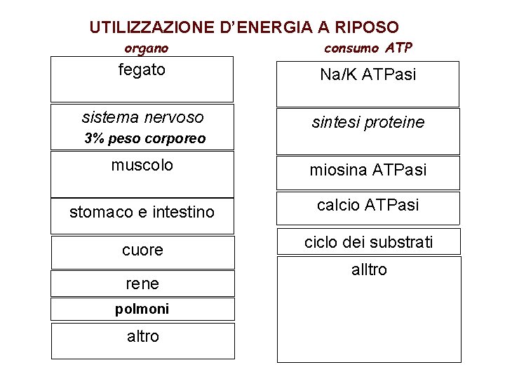 UTILIZZAZIONE D’ENERGIA A RIPOSO organo consumo ATP fegato Na/K ATPasi sistema nervoso sintesi proteine