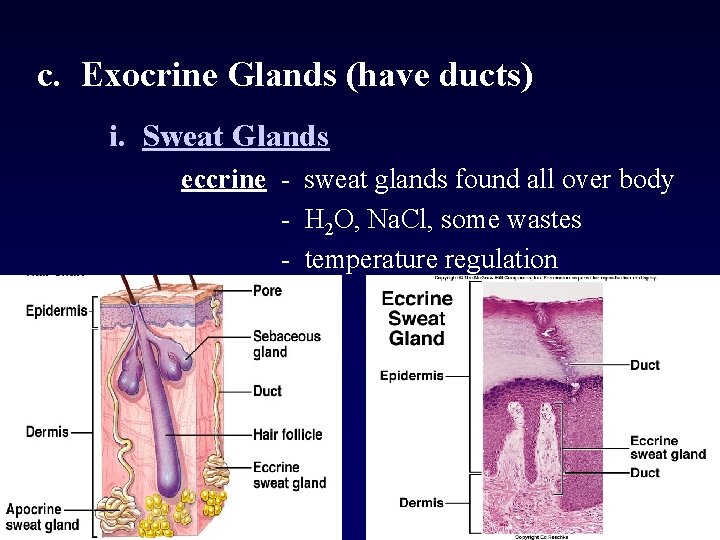 Integumentary System Function 1 Protection 2 Secretion Excretion Integumentary System Function 1 Protection 2 Secretion Excretion